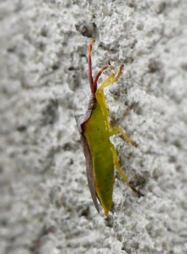 Gonocerus insidiator